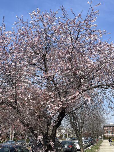Kemble Park - Philadelphia, PA
