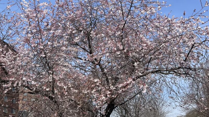 Kemble Park - Philadelphia, PA