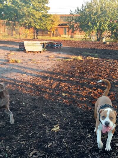 Monk's Dog Run - Philadelphia, PA