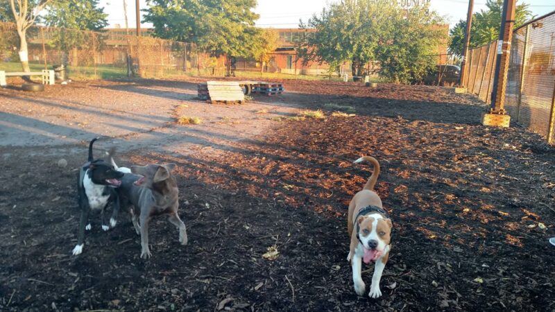Monk's Dog Run - Philadelphia, PA