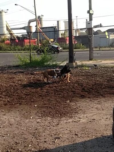Monk's Dog Run - Philadelphia, PA