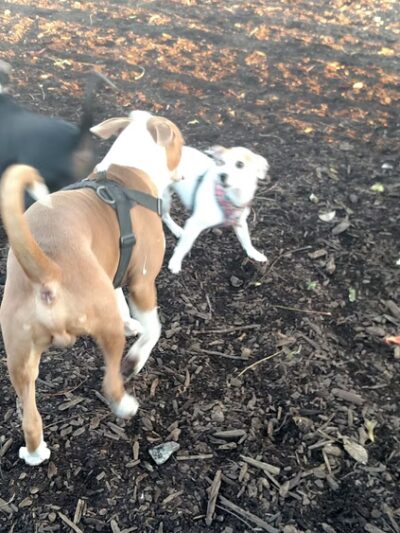 Monk's Dog Run - Philadelphia, PA
