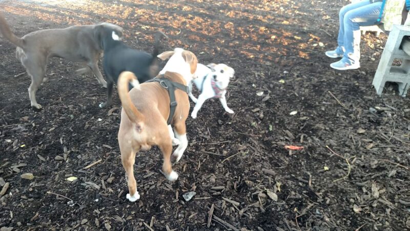 Monk's Dog Run - Philadelphia, PA