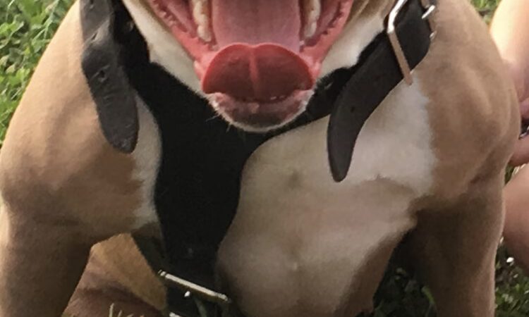 Monkiewicz - Philadelphia, PA