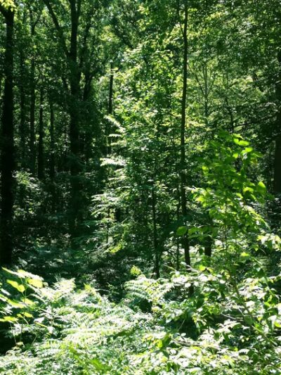 Morris Park - Philadelphia, PA