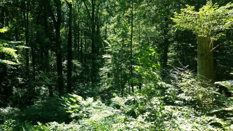 Morris Park - Philadelphia, PA