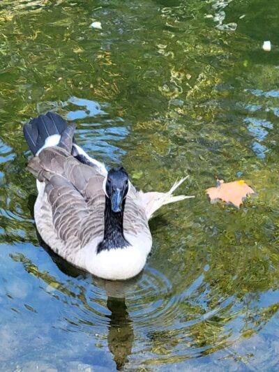 Pennypack Park - Verree Road Parking Area - Philadelphia, PA