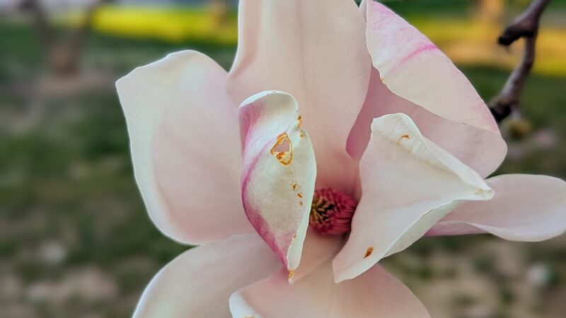 Saunders Park - Philadelphia, PA