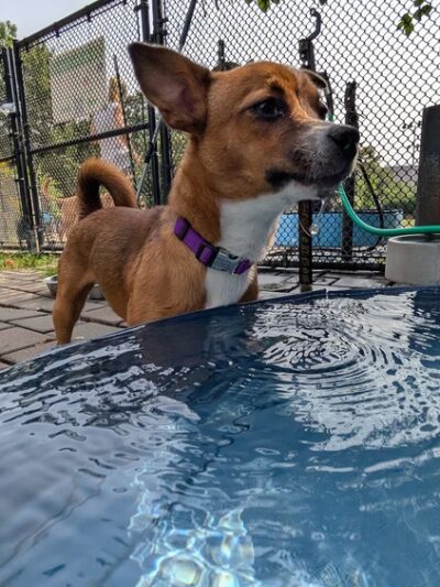 Schuyklkill River Dog Park - Philadelphia, PA