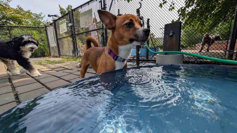 Schuyklkill River Dog Park - Philadelphia, PA