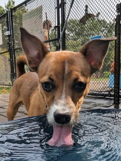 Schuyklkill River Dog Park - Philadelphia, PA