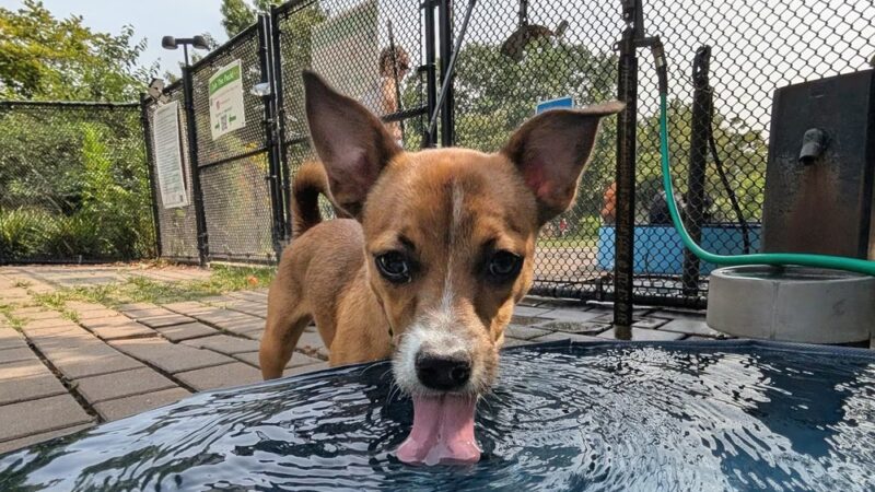 Schuyklkill River Dog Park - Philadelphia, PA
