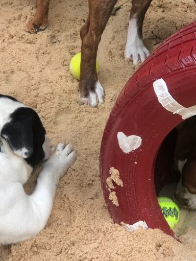 The Barkyard - Philadelphia, PA