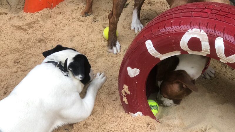 The Barkyard - Philadelphia, PA