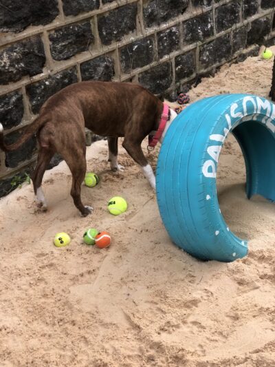 The Barkyard - Philadelphia, PA