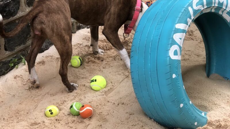 The Barkyard - Philadelphia, PA