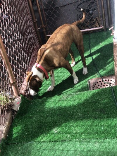 The Barkyard - Philadelphia, PA