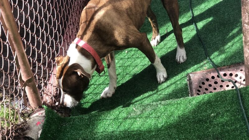 The Barkyard - Philadelphia, PA