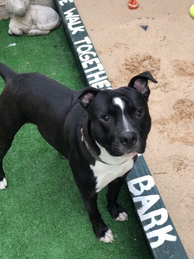 The Barkyard - Philadelphia, PA