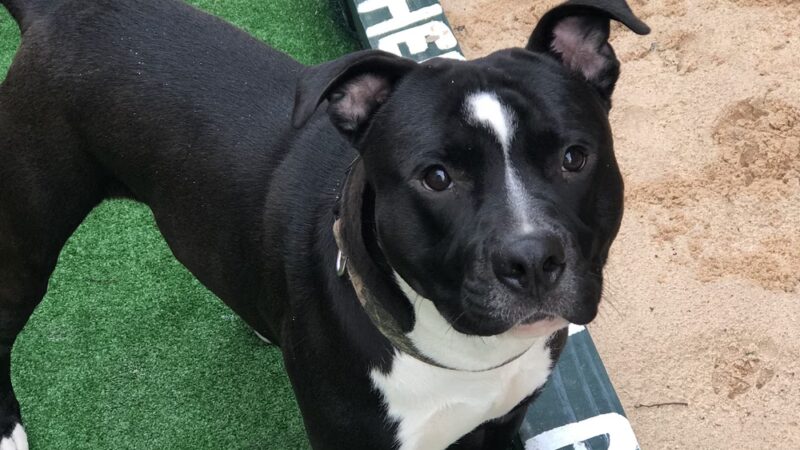 The Barkyard - Philadelphia, PA