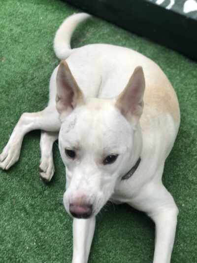 The Barkyard - Philadelphia, PA