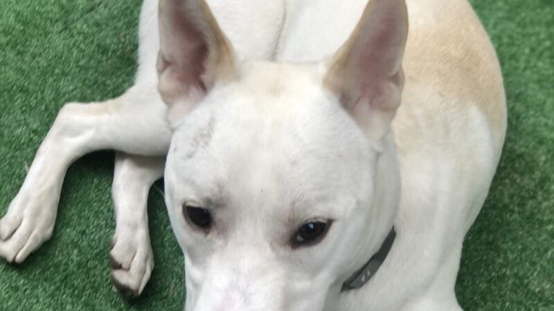 The Barkyard - Philadelphia, PA