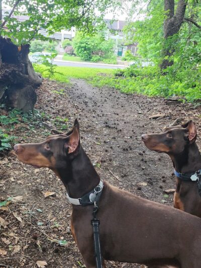 The Dog Patch - Philadelphia, PA