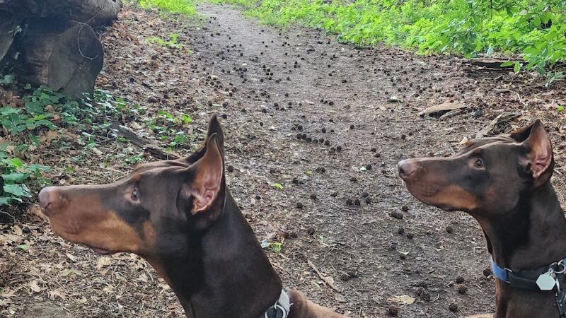 The Dog Patch - Philadelphia, PA