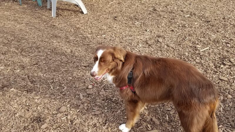 Triangle Dog Park - Philadelphia, PA
