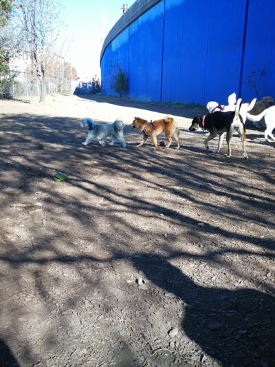 Triangle Dog Park - Philadelphia, PA