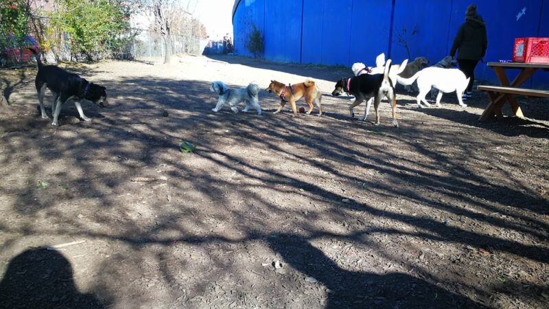 Triangle Dog Park - Philadelphia, PA