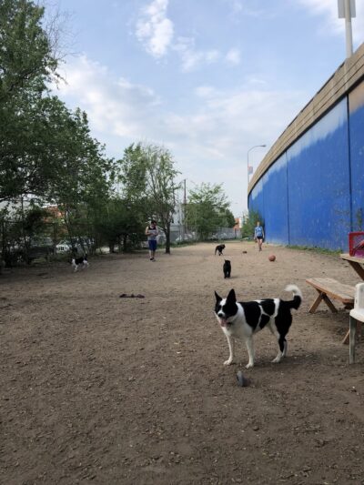 Triangle Dog Park - Philadelphia, PA