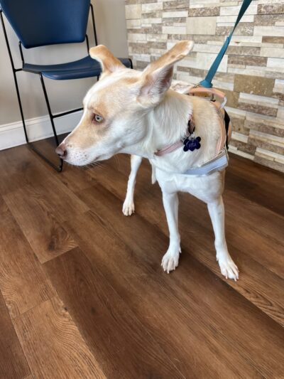 World of Animals Veterinary Hospital at Mayfair - Philadelphia, PA