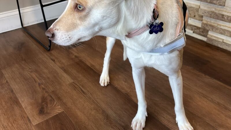 World of Animals Veterinary Hospital at Mayfair - Philadelphia, PA