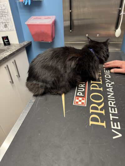 World of Animals Veterinary Hospital at Mayfair - Philadelphia, PA