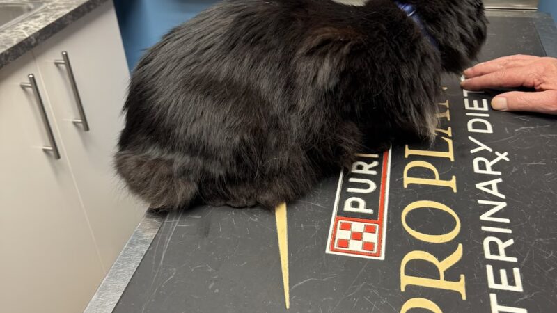 World of Animals Veterinary Hospital at Mayfair - Philadelphia, PA