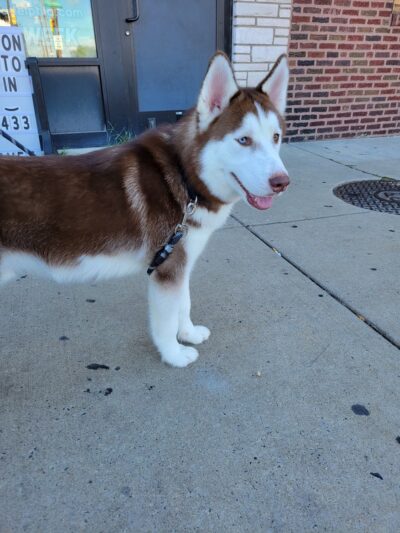 World of Animals Veterinary Hospital at Mayfair - Philadelphia, PA