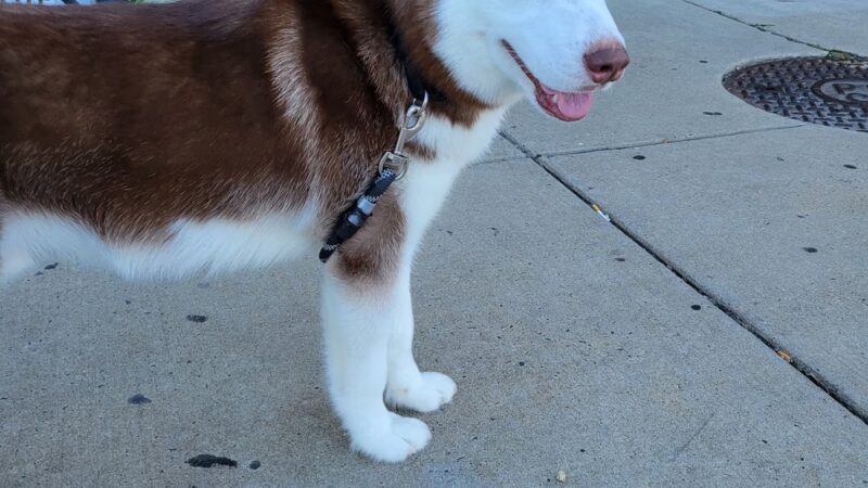 World of Animals Veterinary Hospital at Mayfair - Philadelphia, PA