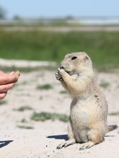 Giant Prairie Dog Statue - Philip, SD