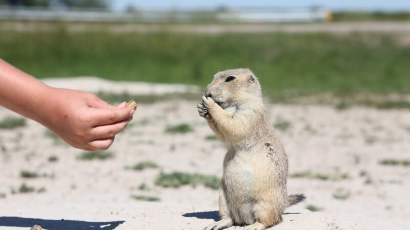 Giant Prairie Dog Statue - Philip, SD