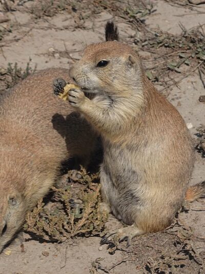 Prairie Dog Observation Point - Philip, SD