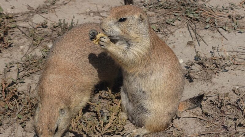 Prairie Dog Observation Point - Philip, SD