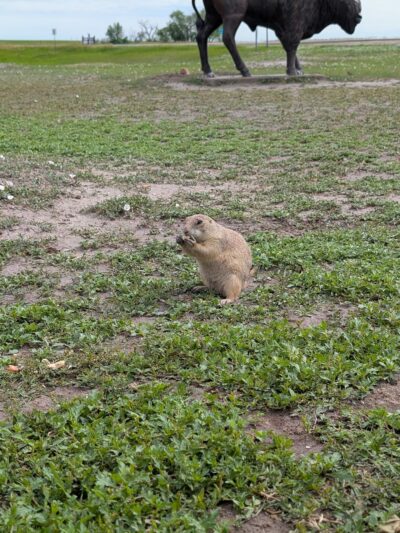 Prairie Dog Observation Point - Philip, SD