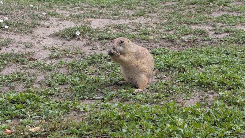 Prairie Dog Observation Point - Philip, SD