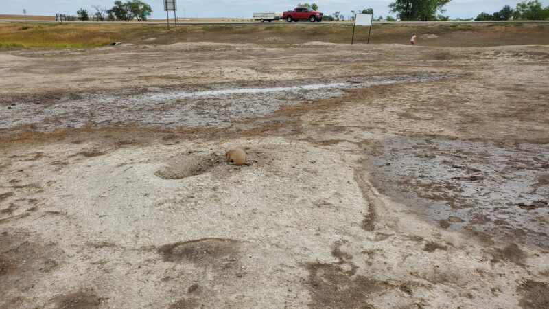 Prairie Dog Observation Point - Philip, SD