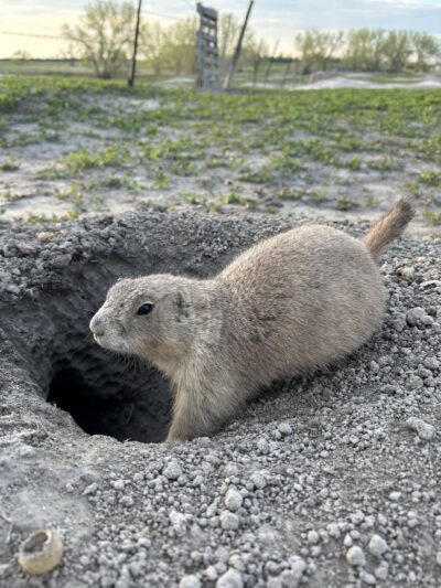 Prairie Dogs Field - Philip, SD