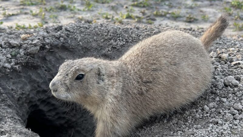 Prairie Dogs Field - Philip, SD
