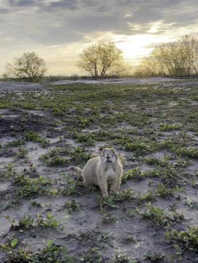 Prairie Dogs Field - Philip, SD