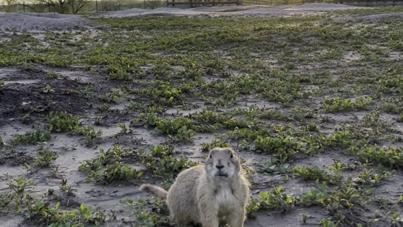 Prairie Dogs Field - Philip, SD