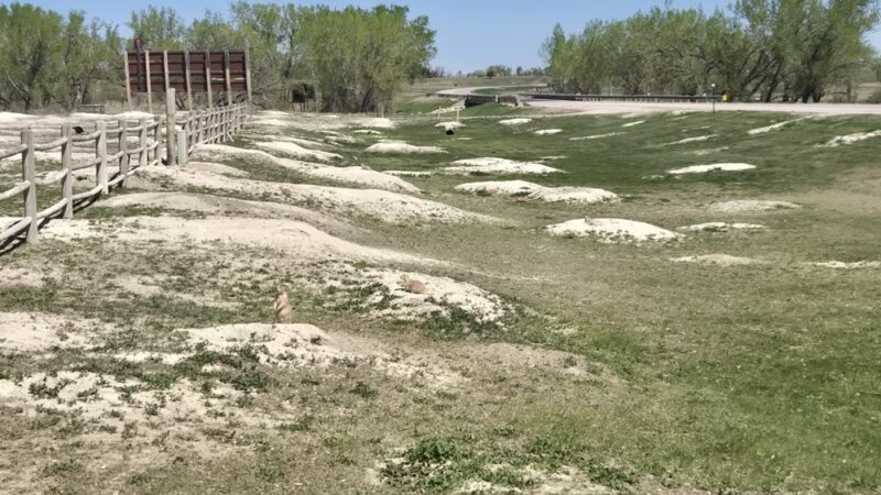 Prairie Dogs Field - Philip, SD